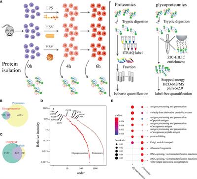 Precision N-Glycoproteomic Profiling of Murine Peritoneal Macrophages After Different Stimulations